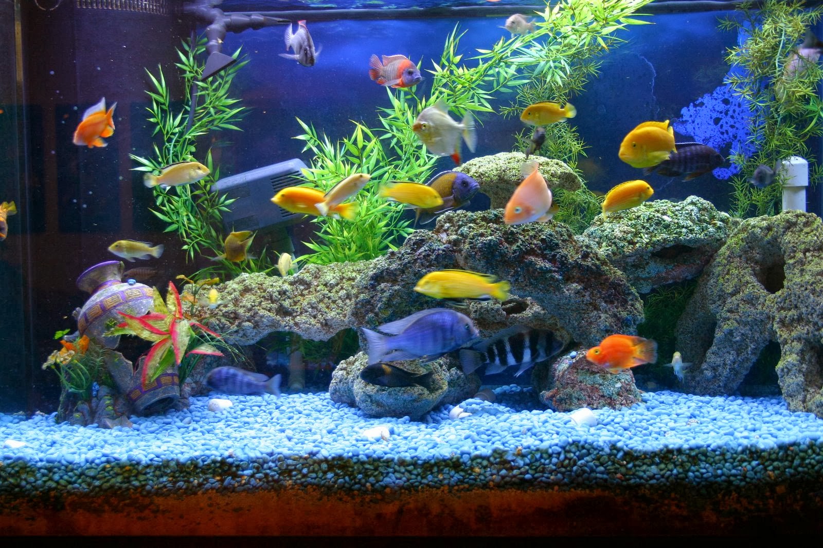 black friday aquarium deals